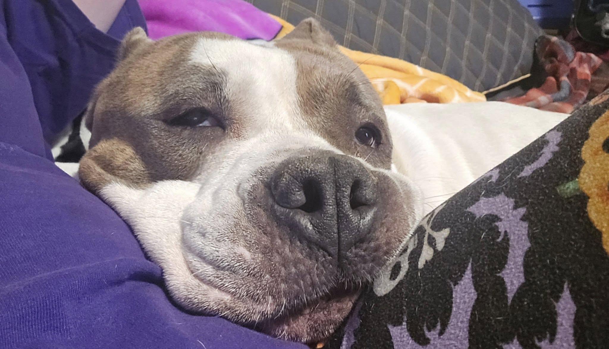 Enlarge Mizu, a ADOPTABLE mixed breed in Fredericksburg, VA image 4/4