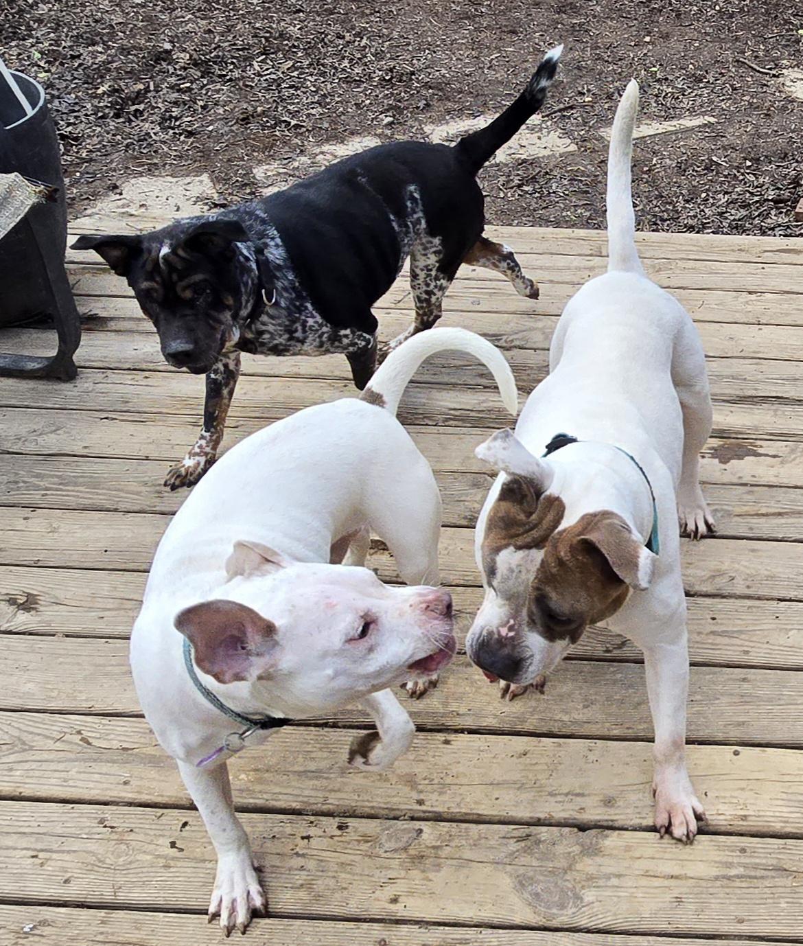 Enlarge Mizu, a ADOPTABLE mixed breed in Fredericksburg, VA image 6/6