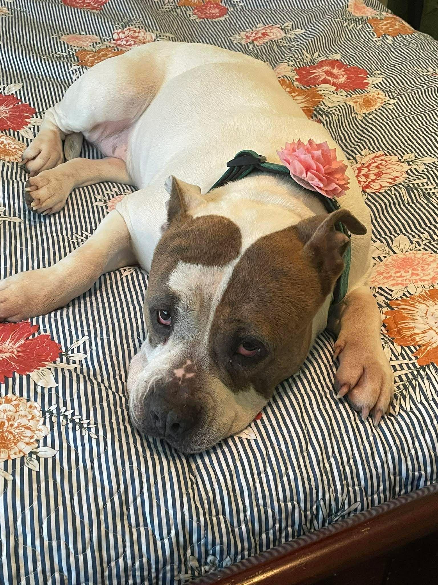 Enlarge Mizu, a ADOPTABLE mixed breed in Fredericksburg, VA image 2/6