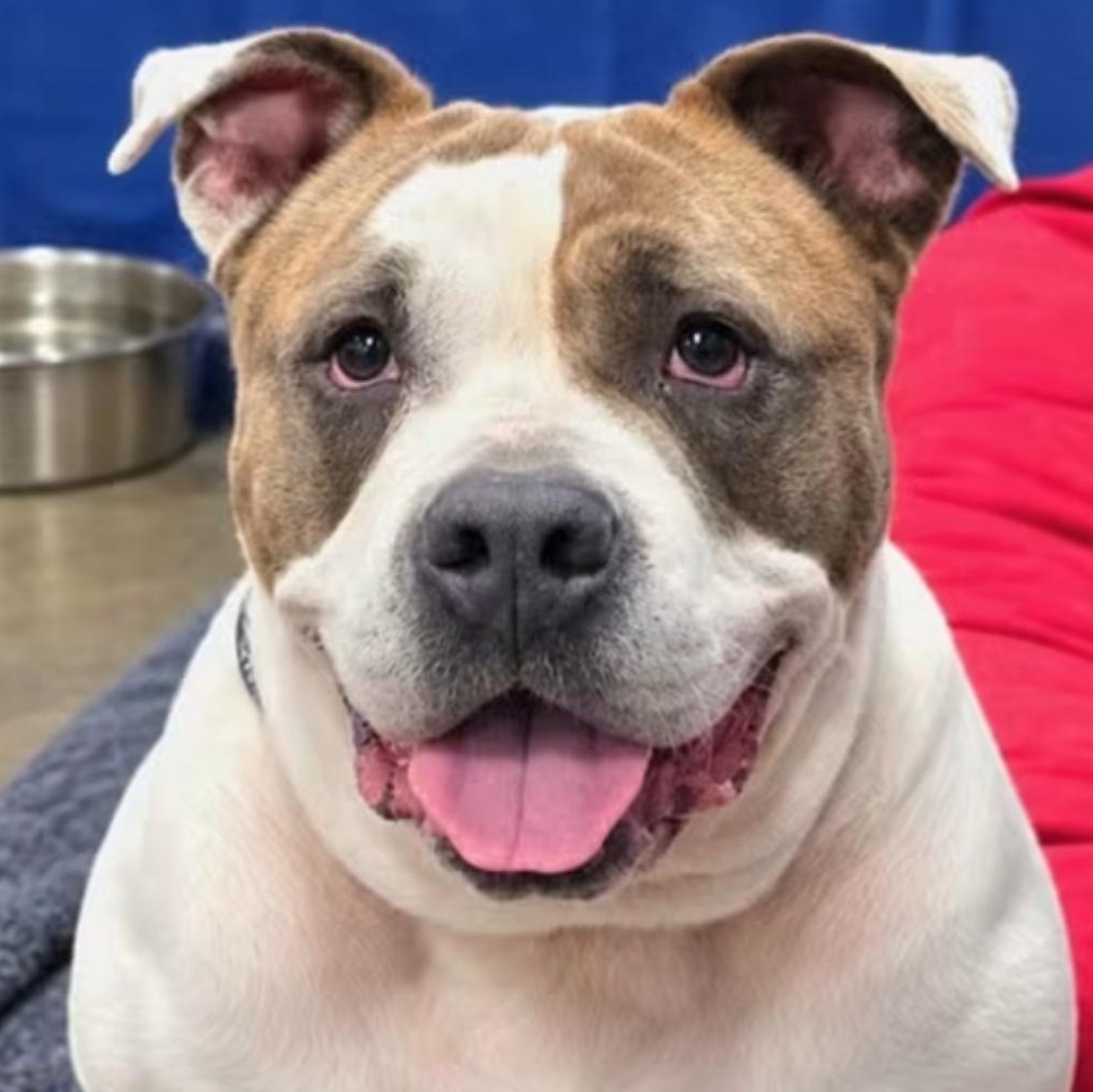 Mizu, Adoptable, Adult Female American Bully.