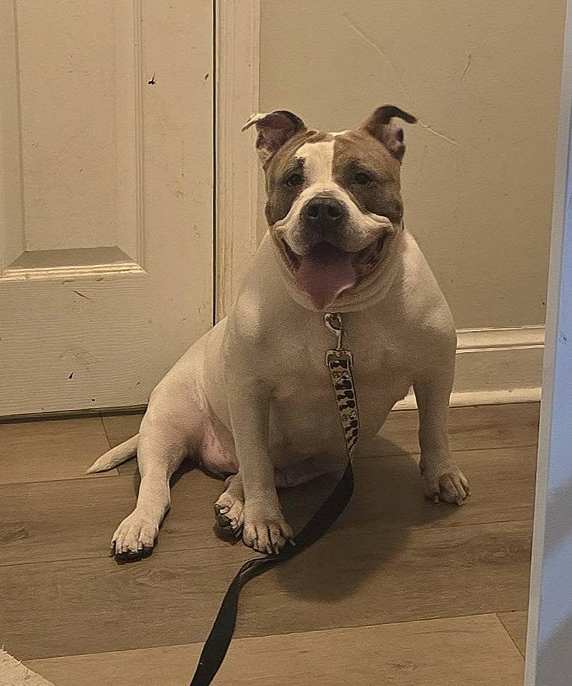 Enlarge Mizu, a ADOPTABLE mixed breed in Fredericksburg, VA image 3/4