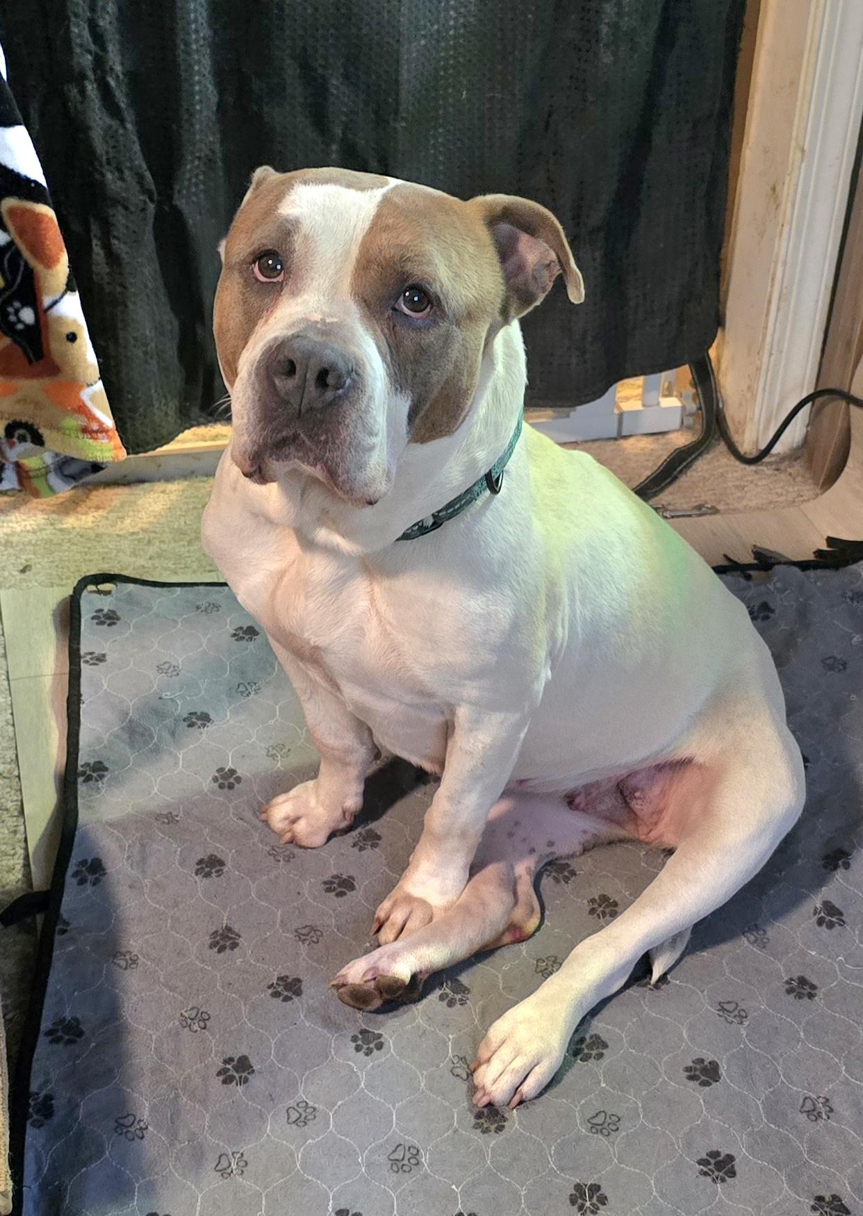 Mizu, a ADOPTABLE mixed breed in Fredericksburg, VA image 1/6