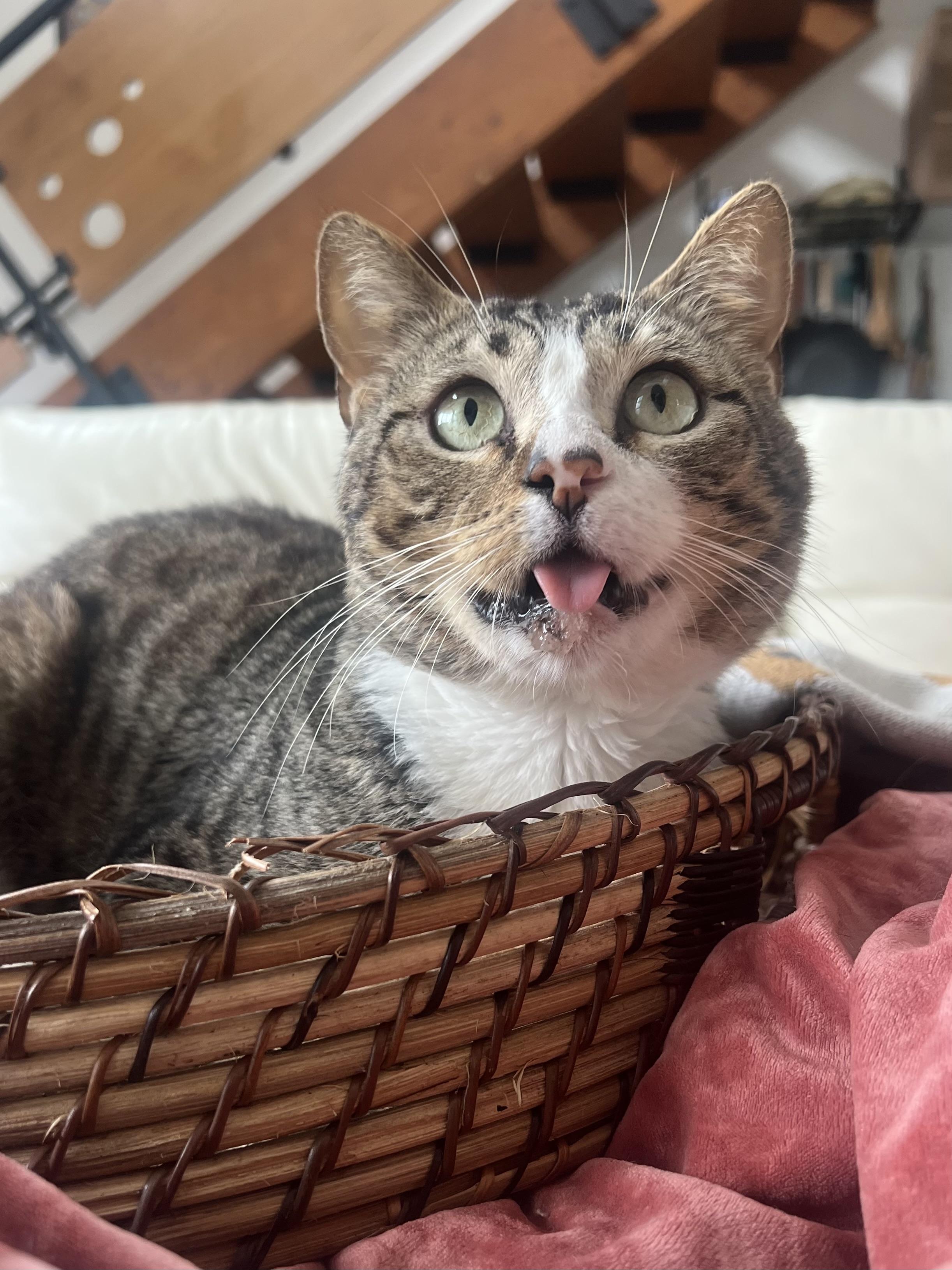 Enlarge Buddy, a Adoptable Domestic Short Hair in San Diego, CA image 1/4