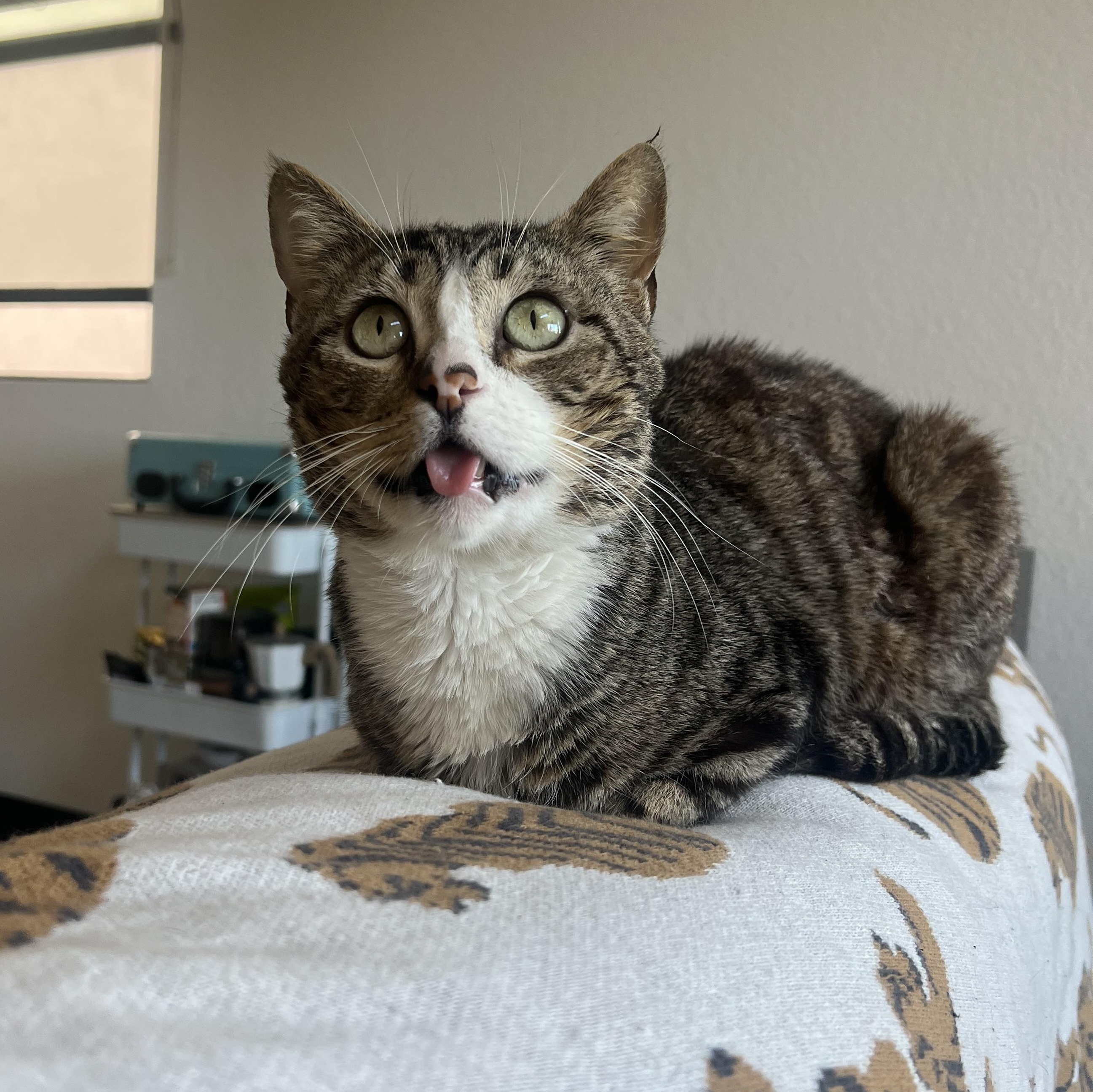 Enlarge Buddy, a Adoptable Domestic Short Hair in San Diego, CA image 2/4