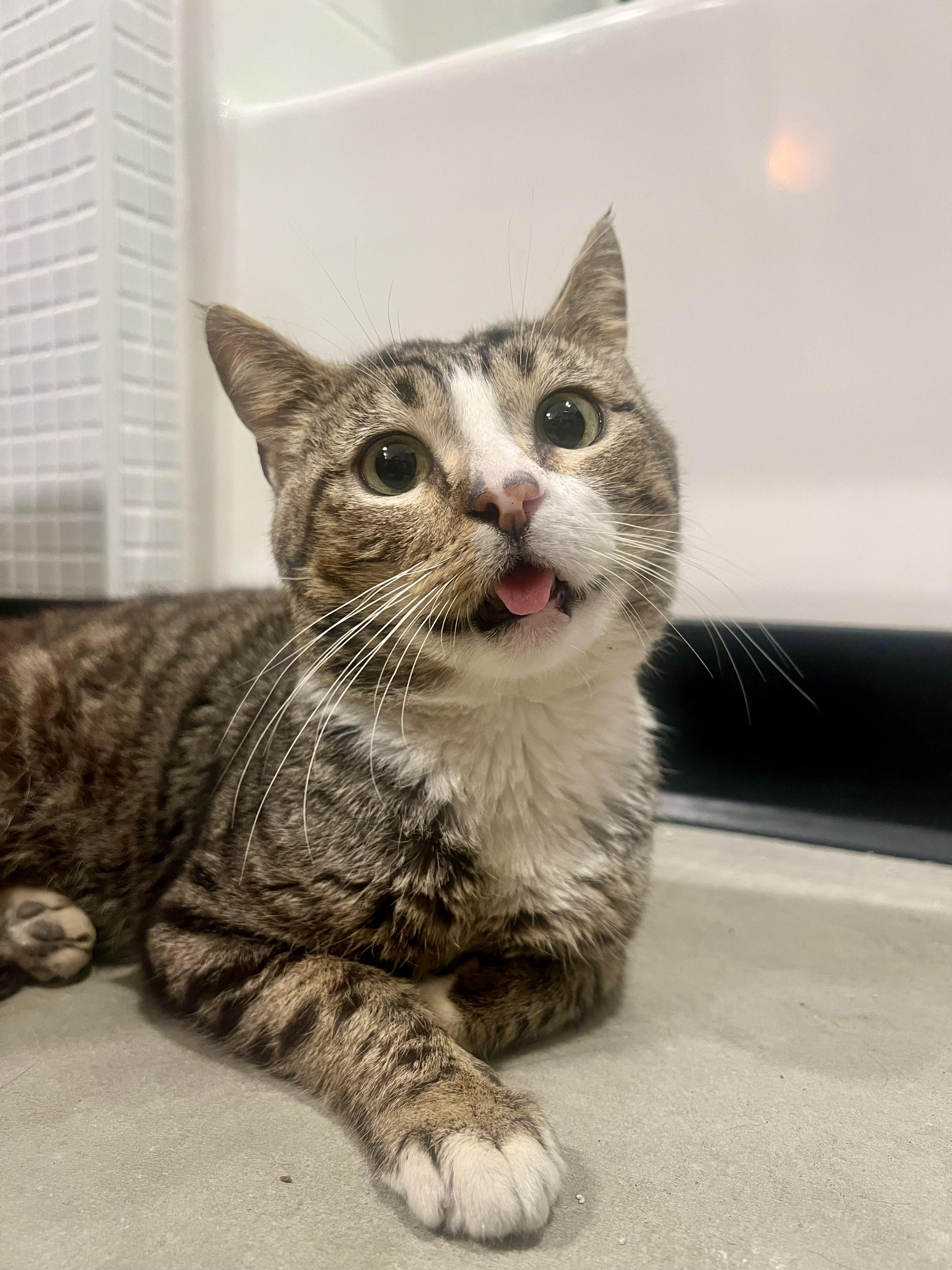 Enlarge Buddy, a Adoptable Domestic Short Hair in San Diego, CA image 3/4