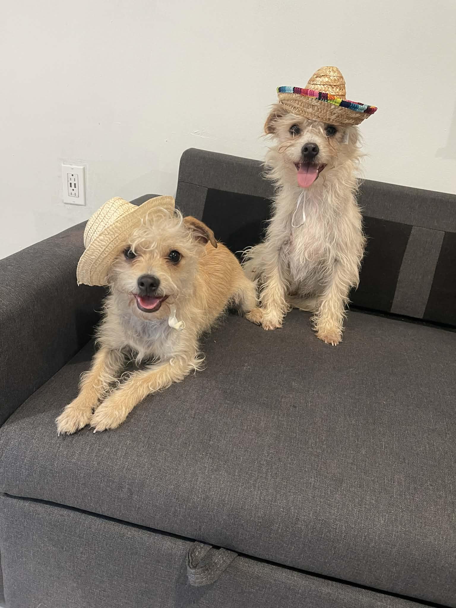 Enlarge Winston & Weston , a ADOPTABLE mixed breed in Tarzana, CA image 2/5