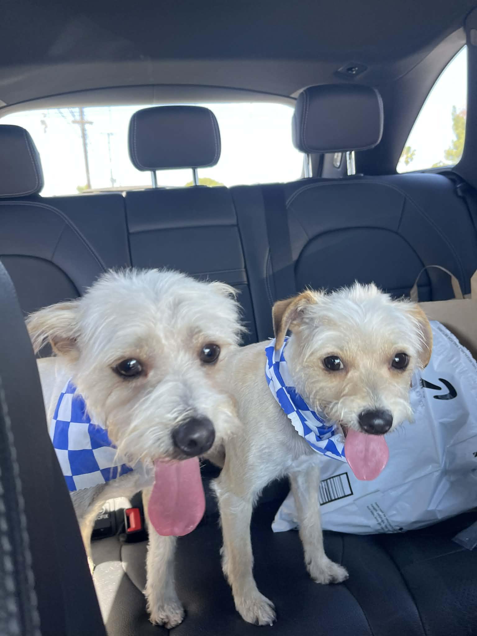 Enlarge Winston & Weston , a ADOPTABLE mixed breed in Tarzana, CA image 3/5