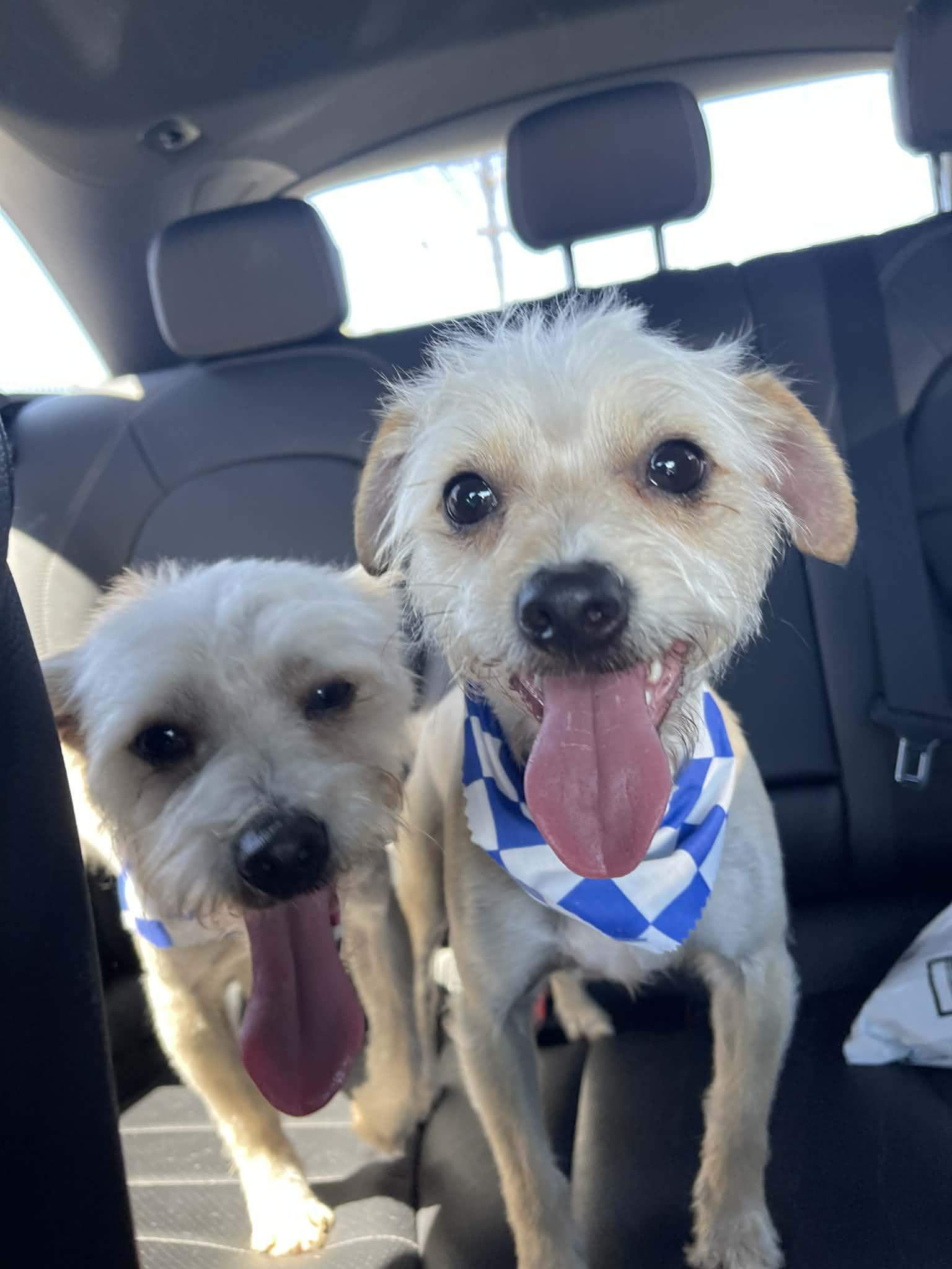 Winston & Weston , ADOPTABLE, Young Male Cairn Terrier.