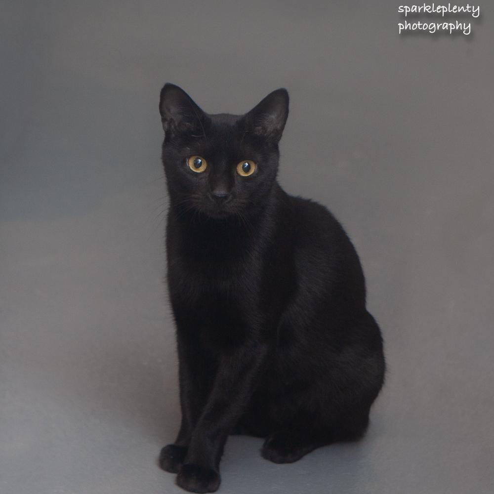 Enlarge Lexi, a Adoptable Domestic Short Hair in Ridgefield, CT image 3/6