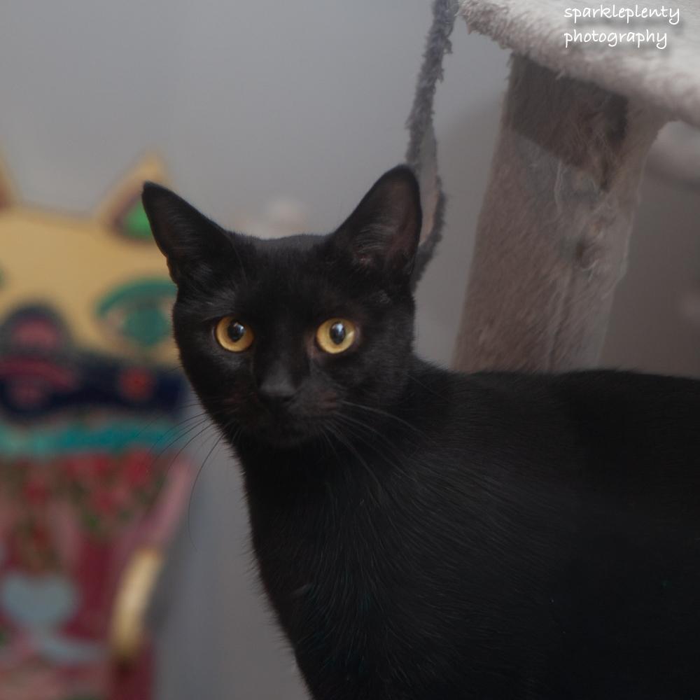 Enlarge Lexi, a Adoptable Domestic Short Hair in Ridgefield, CT image 4/6