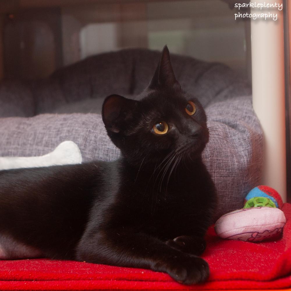 Enlarge Lexi, a Adoptable Domestic Short Hair in Ridgefield, CT image 2/3