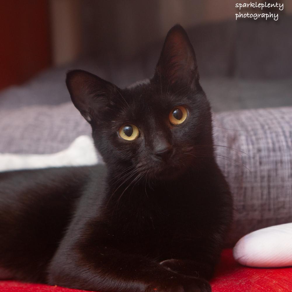 Lexi, Adoptable, Adult Female Domestic Short Hair.