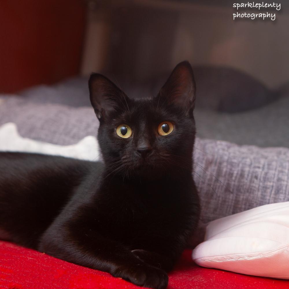Enlarge Lexi, a Adoptable Domestic Short Hair in Ridgefield, CT image 3/3