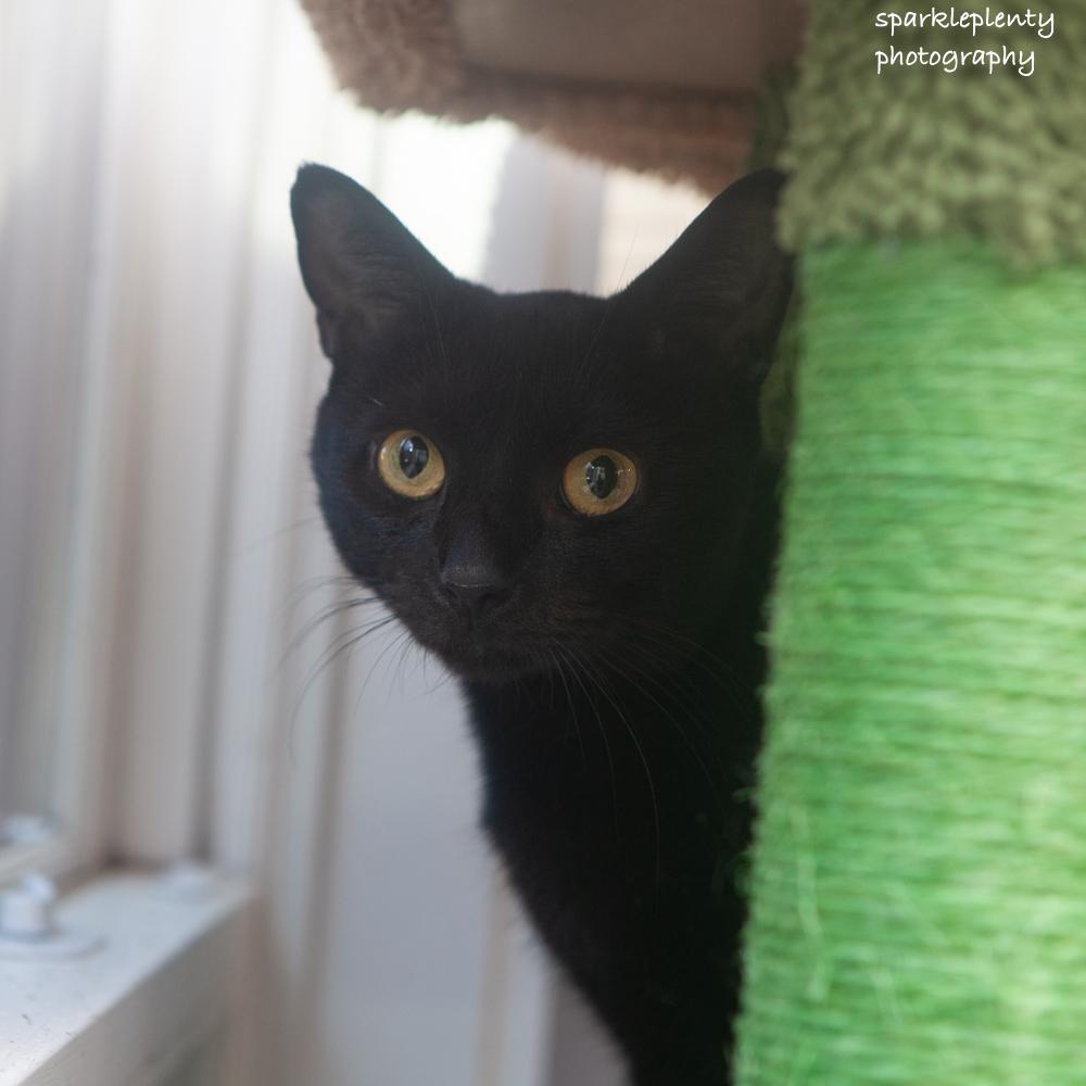 Enlarge Lexi, a Adoptable Domestic Short Hair in Ridgefield, CT image 2/6