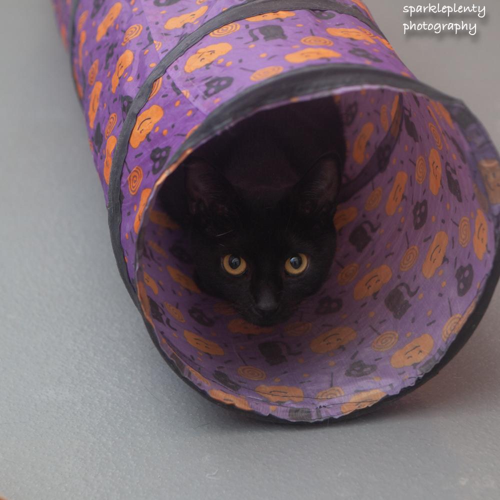 Enlarge Lexi, a Adoptable Domestic Short Hair in Ridgefield, CT image 5/6