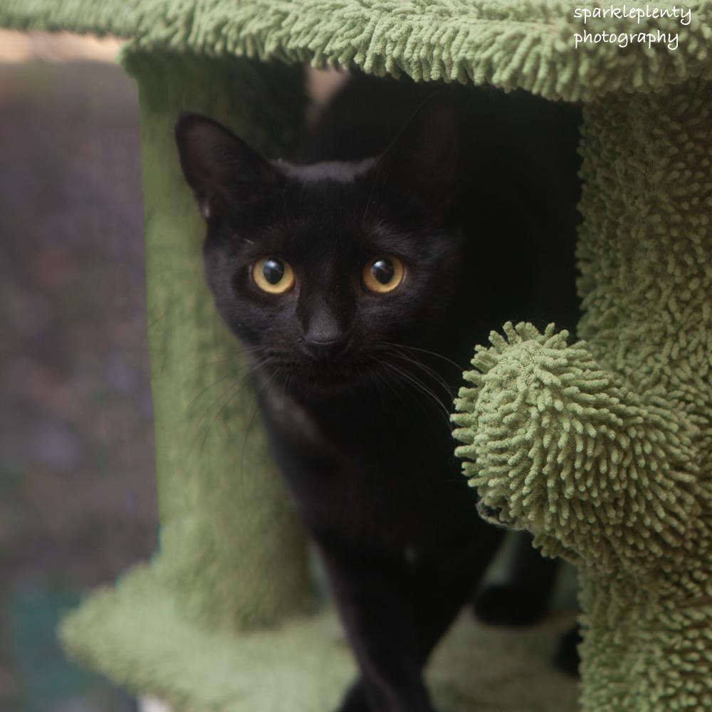 Lexi, Adoptable, Adult Female Domestic Short Hair.