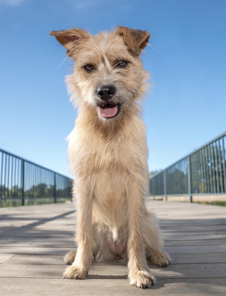 Zelda, Adoptable, Young Female Border Terrier.