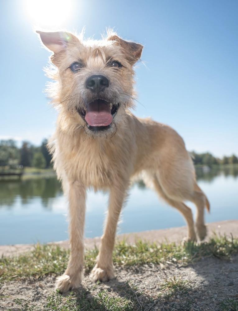 Enlarge Zelda, a Adoptable mixed breed in Commerce City, CO image 5/6