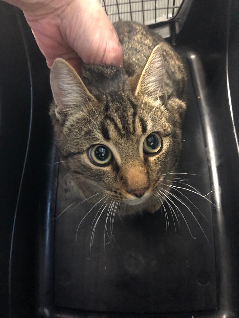 Conner, Adoptable, Adult Male Domestic Short Hair.