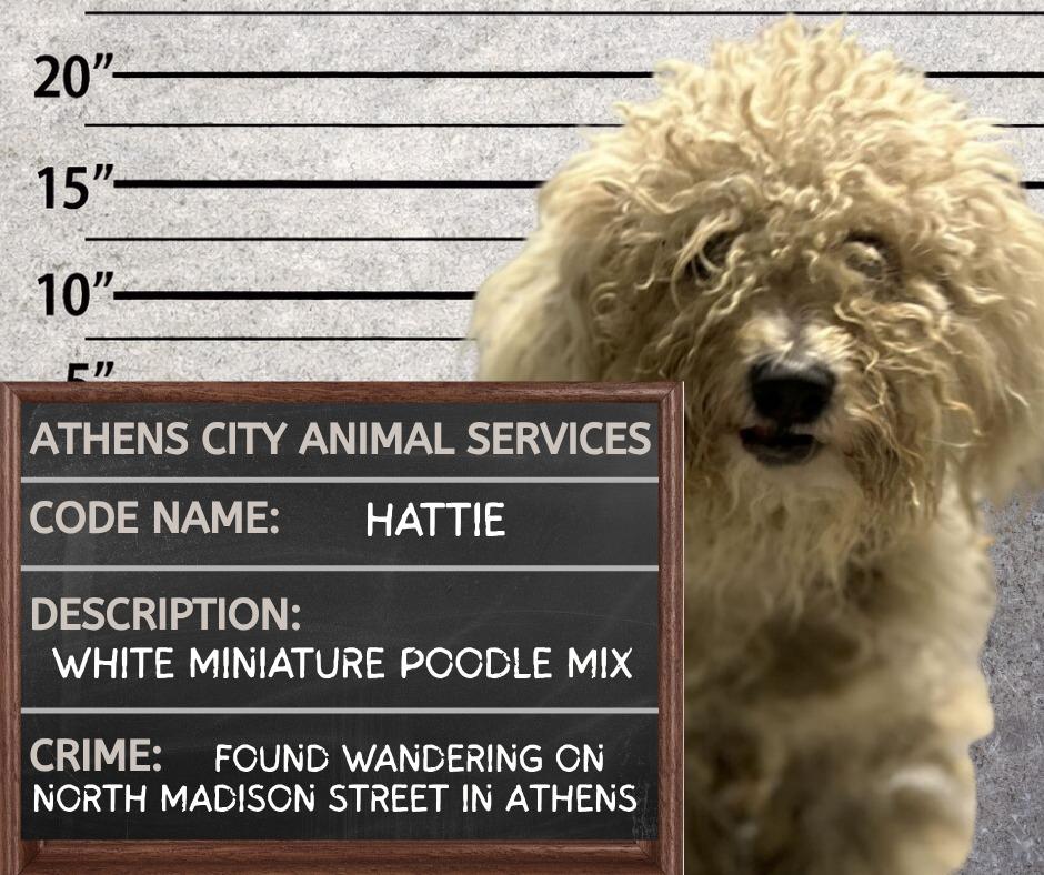 Enlarge HATTIE, a Adopted mixed breed in Athens, AL image 1/1