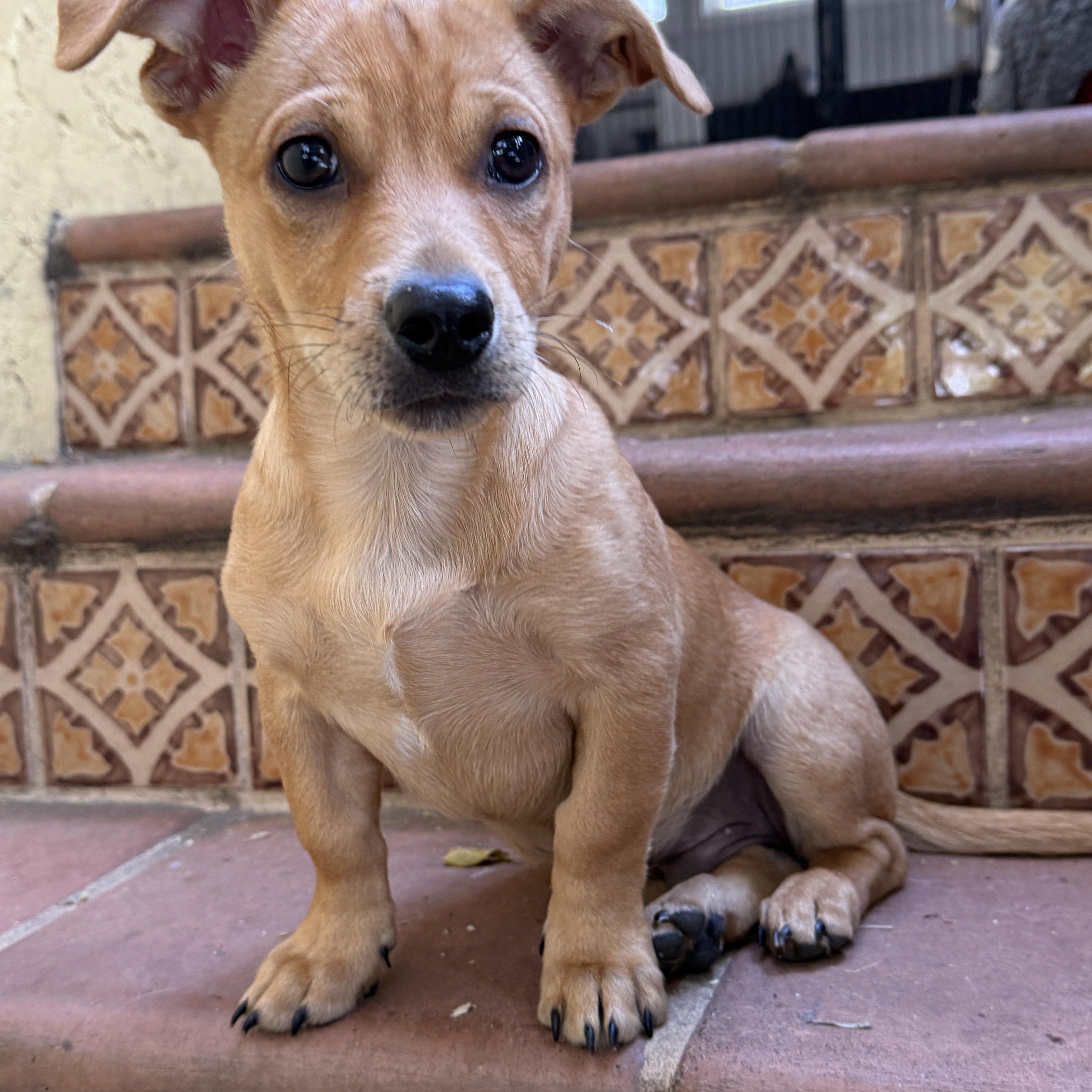 Enlarge Brodie, a ADOPTABLE mixed breed in Los Angeles, CA image 3/5