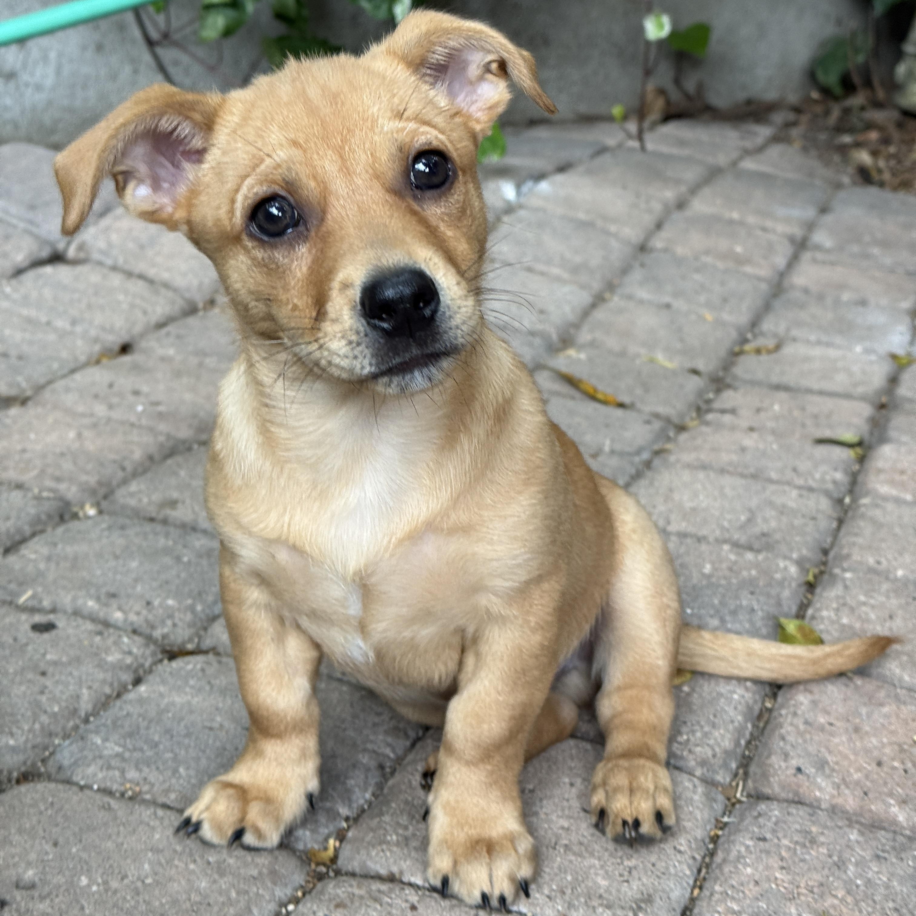 Enlarge Brodie, a ADOPTABLE mixed breed in Los Angeles, CA image 1/4