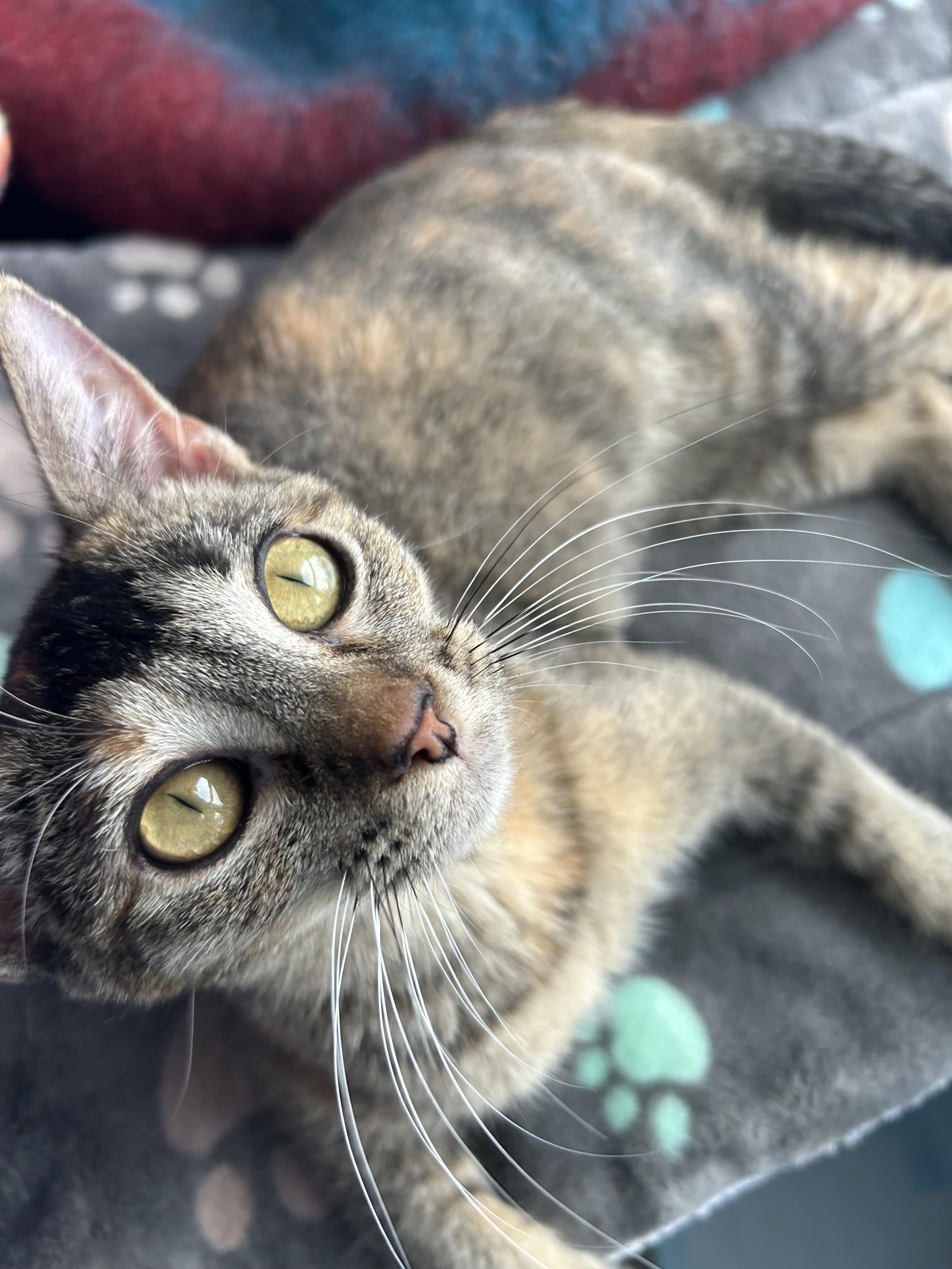 Enlarge Nugget , a ADOPTABLE Domestic Short Hair in Columbia, MO image 2/4