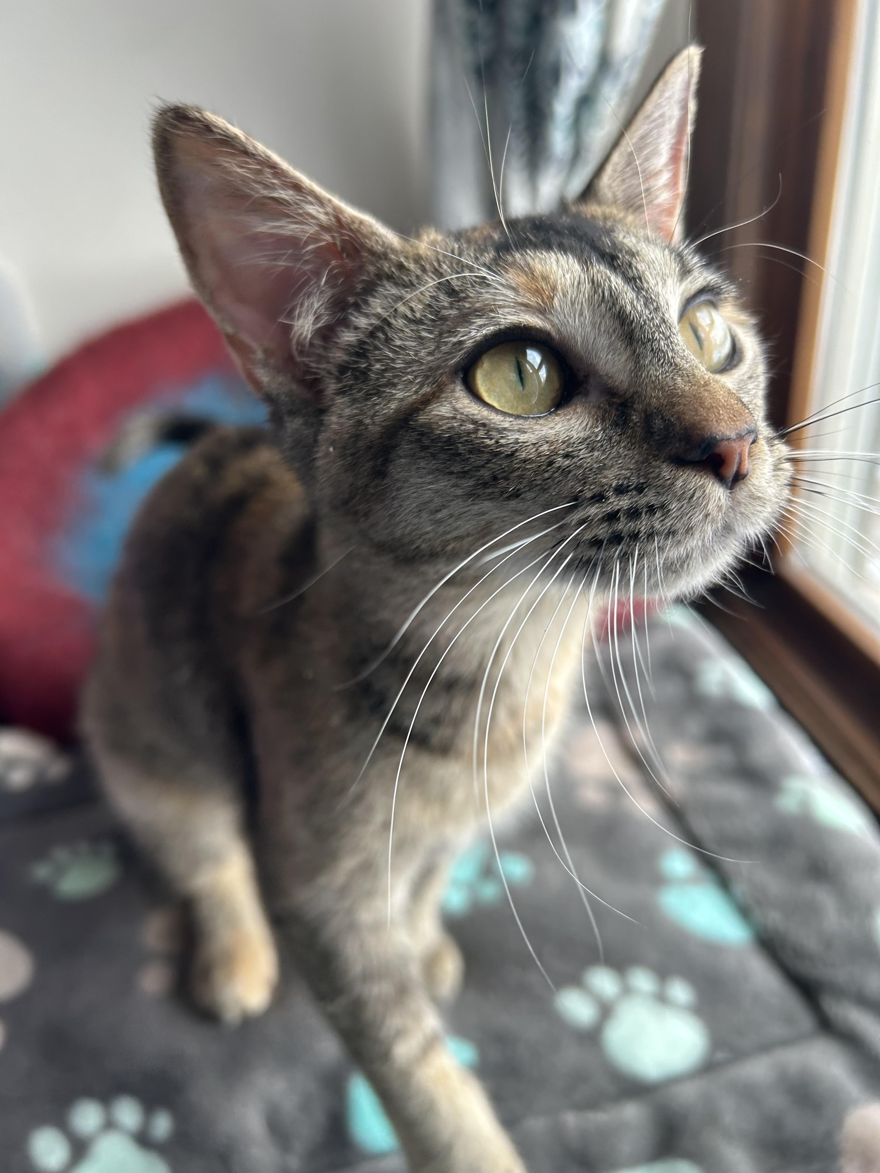 Enlarge Nugget , a ADOPTABLE Domestic Short Hair in Columbia, MO image 3/4