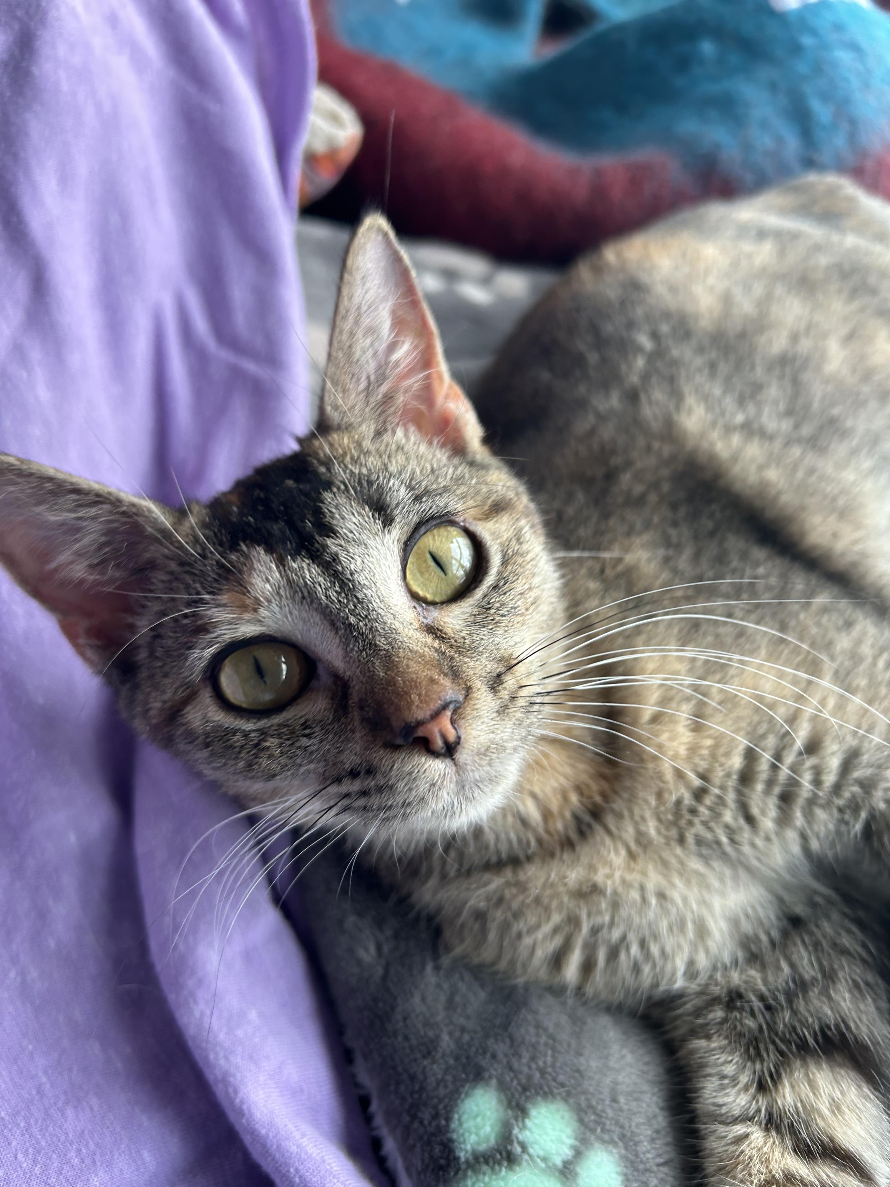 Enlarge Nugget , a ADOPTABLE Domestic Short Hair in Columbia, MO image 1/4