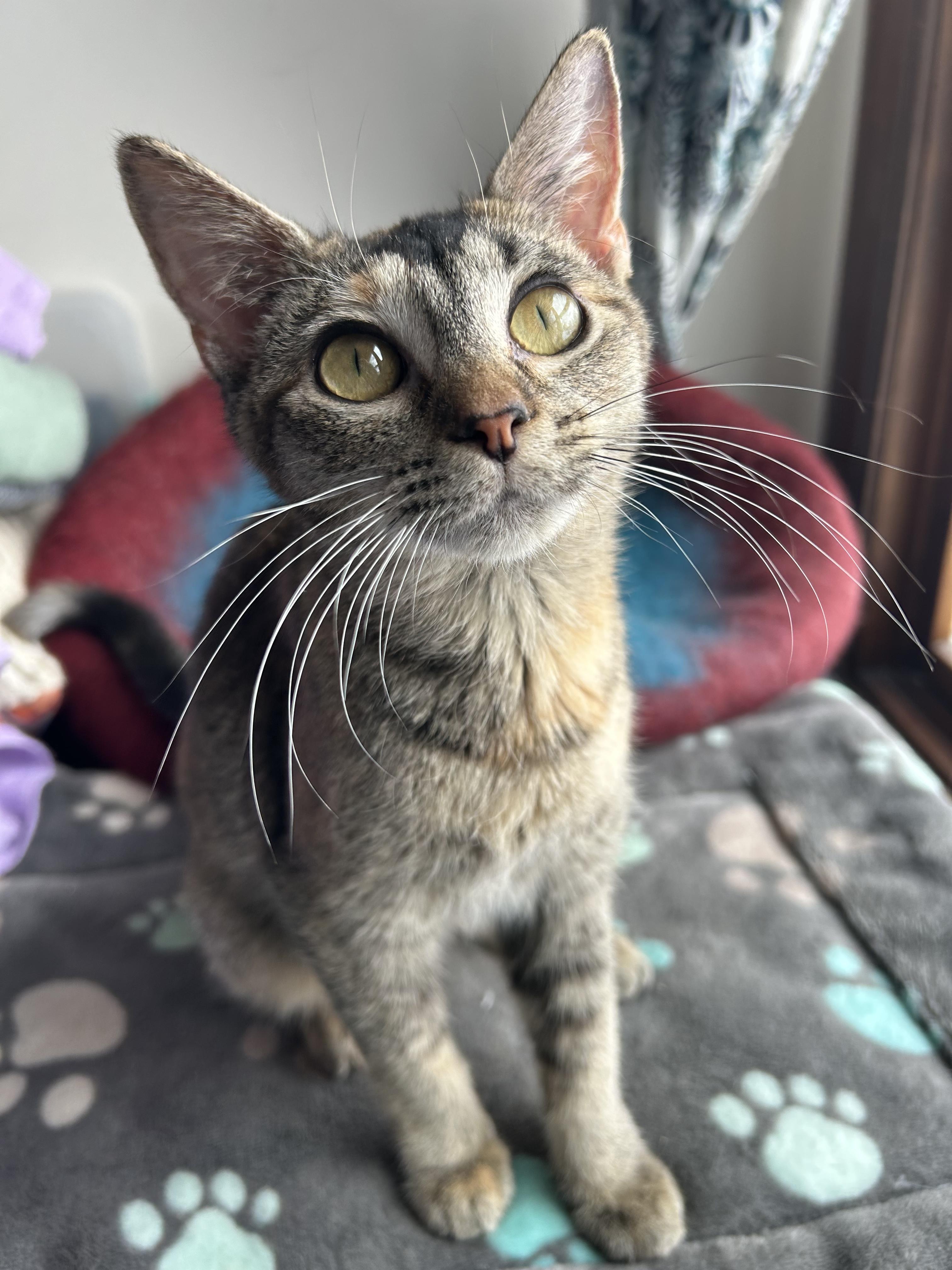 Enlarge Nugget , a ADOPTABLE Domestic Short Hair in Columbia, MO image 4/4