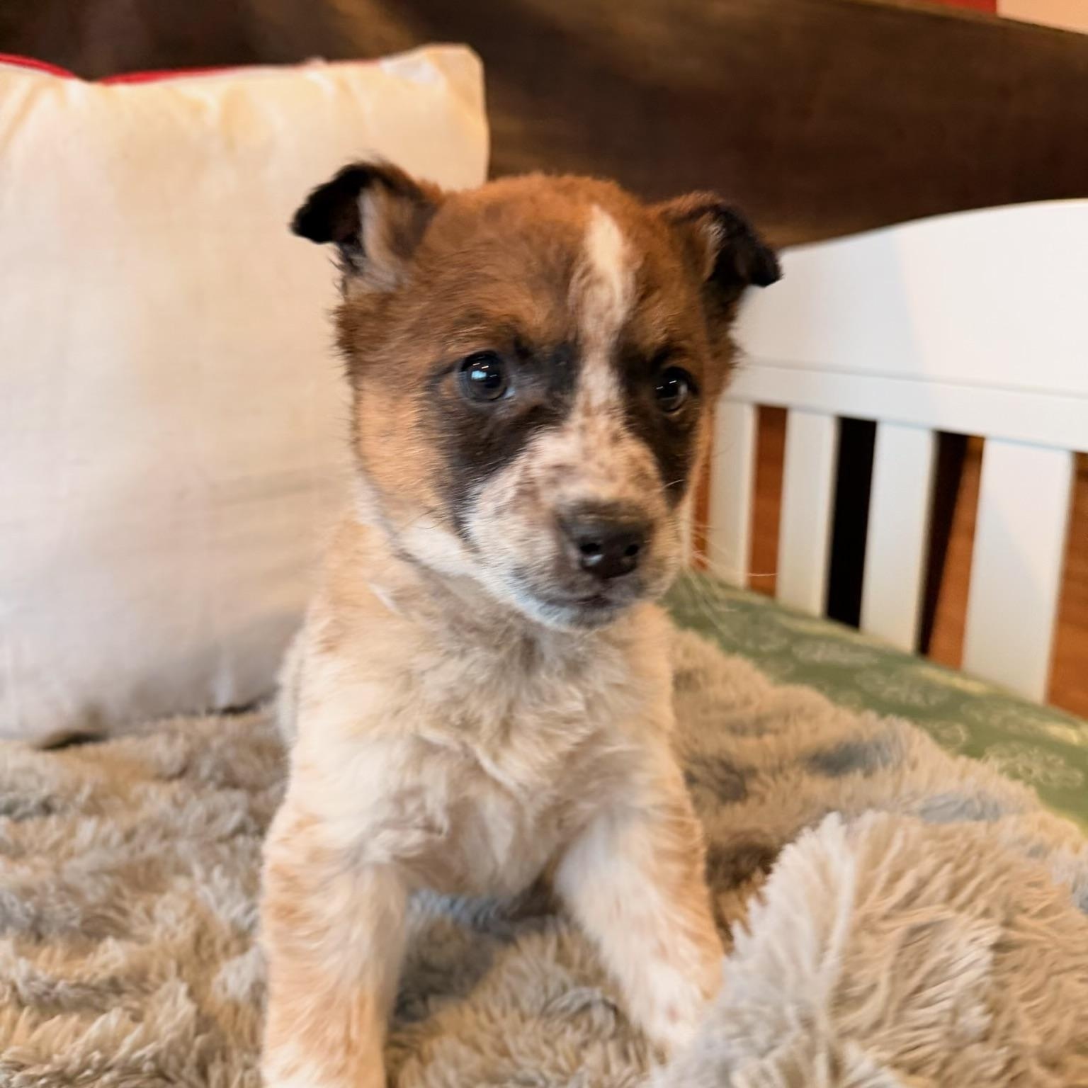 Atlas , ADOPTABLE, Puppy Male Jack Russell Terrier & Australian Cattle Dog / Blue Heeler.