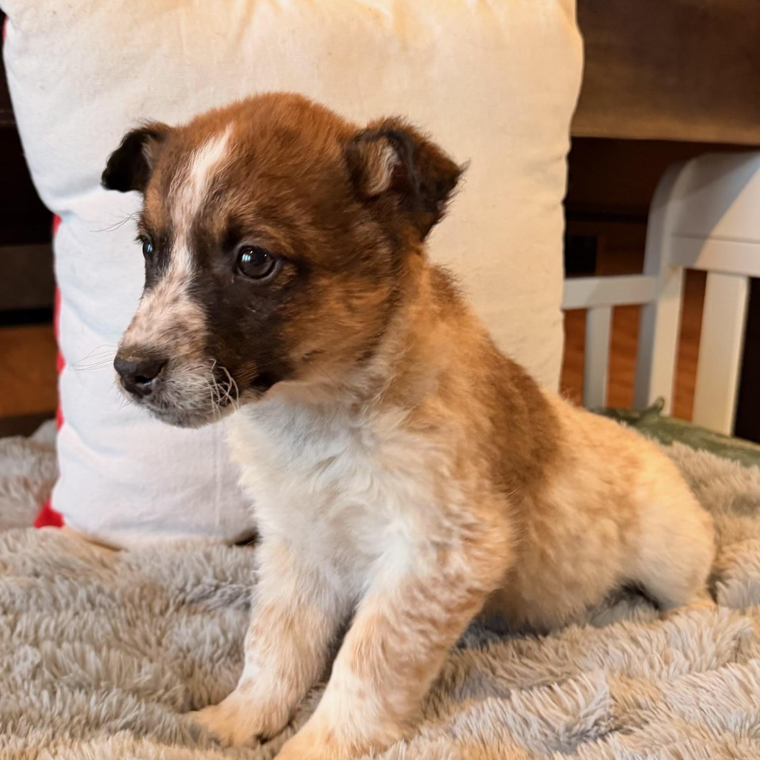 Enlarge Atlas , a ADOPTABLE mixed breed in North Freedom, WI image 2/3