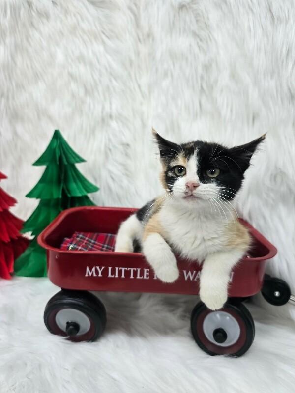 Enlarge Bubbles, a Adoptable Calico in Petal, MS image 1/2