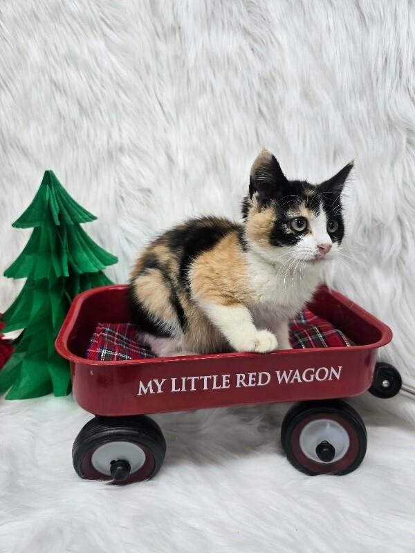 Enlarge Bubbles, a Adoptable Calico in Petal, MS image 2/2