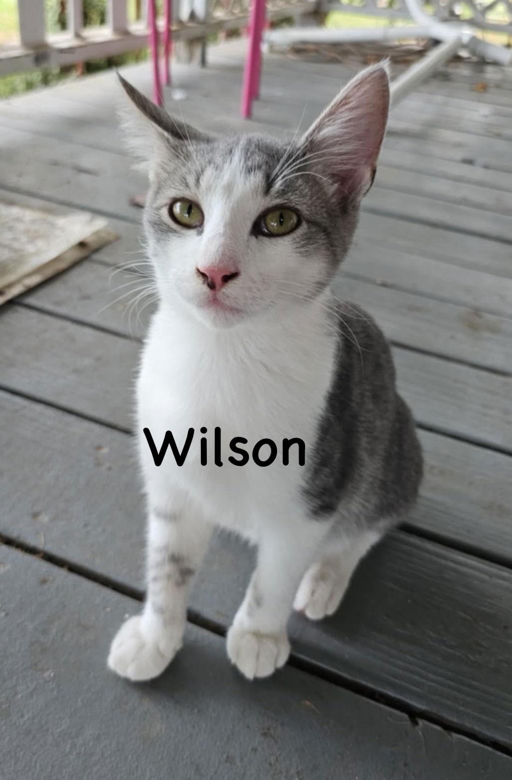 Wilson YOUNG GREY TABBY MALE, Adoptable, Young Male Domestic Short Hair & Tabby.