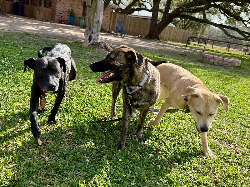 Gizmo Pint Sized Cuddle Buddy — thumbnail 4