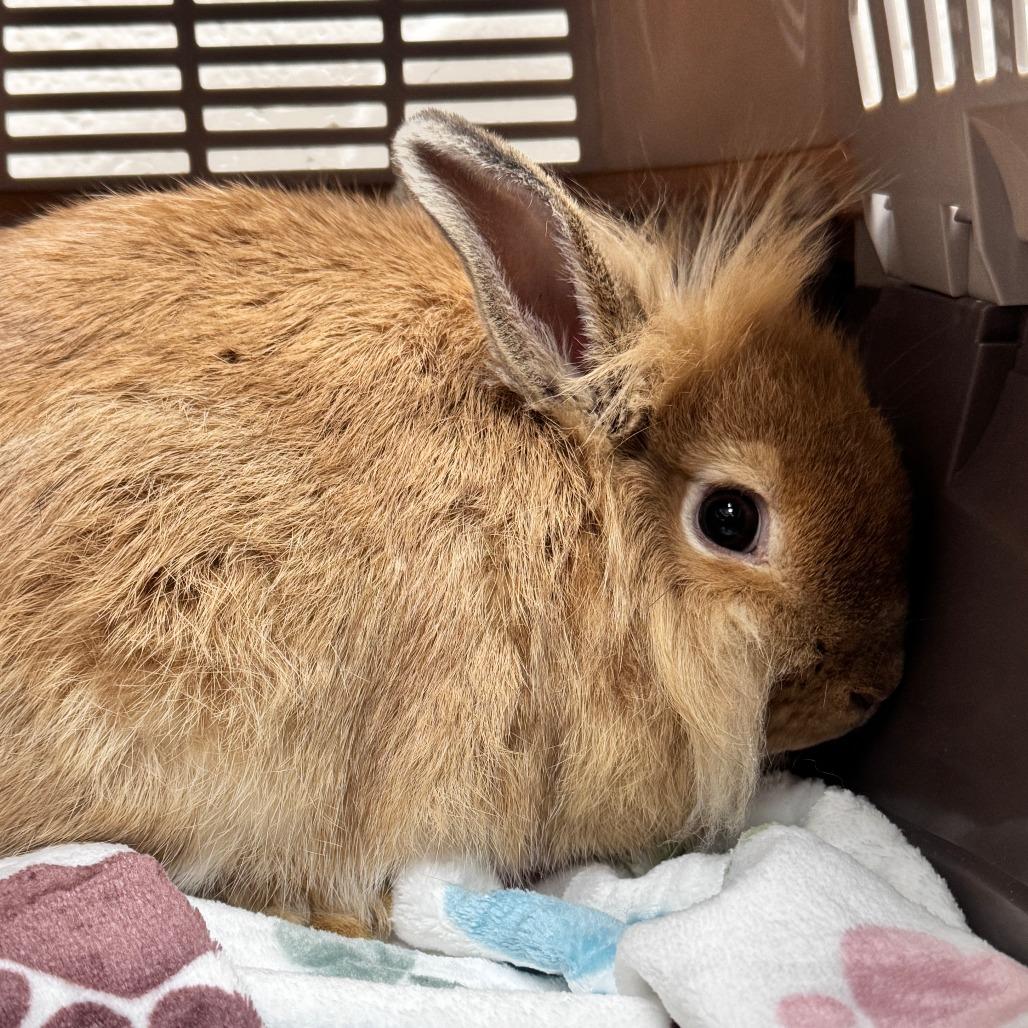 Charli XCX, Adoptable, Young Male Bunny Rabbit.