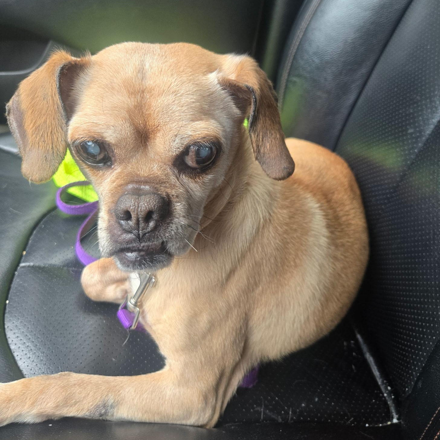Ava, a ADOPTABLE Puggle in Naperville, IL image 2/6