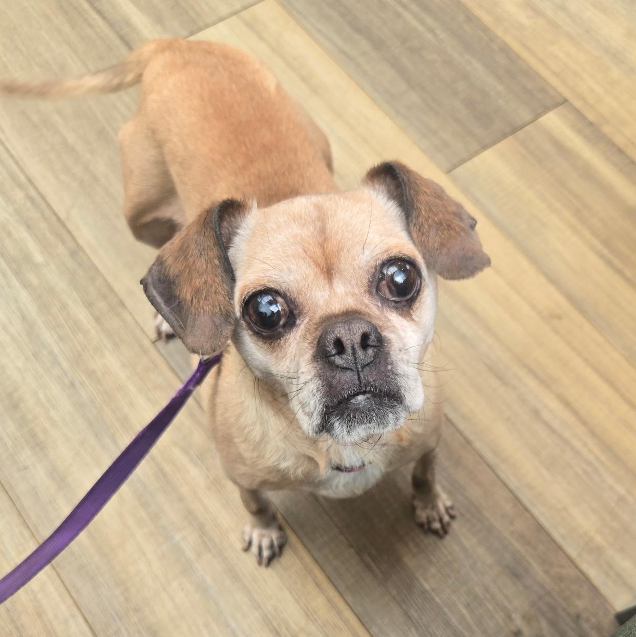 Ava, a ADOPTABLE Puggle in Naperville, IL image 3/6