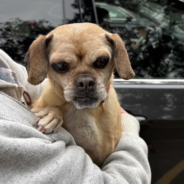 Ava, a ADOPTABLE Puggle in Naperville, IL image 6/6
