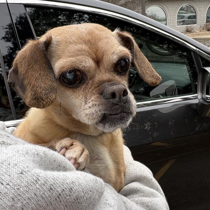 Ava, a ADOPTABLE Puggle in Naperville, IL image 5/6