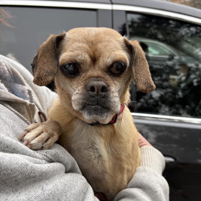 Ava, ADOPTABLE, Adult Female Puggle.