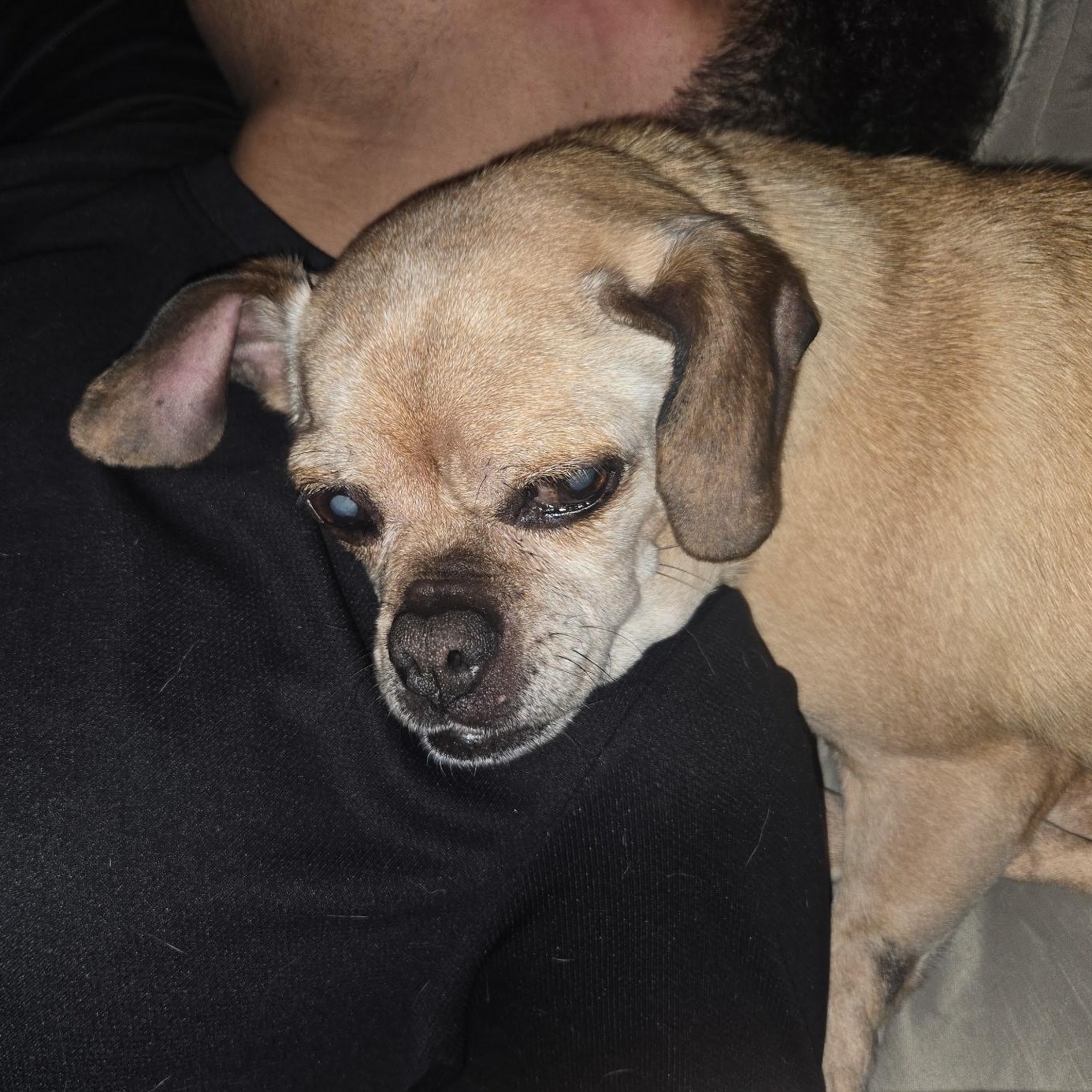 Ava, a ADOPTABLE Puggle in Naperville, IL image 4/6