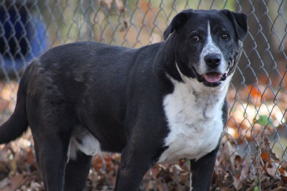 King, a Adoptable mixed breed in Tahlequah, OK image 1/15