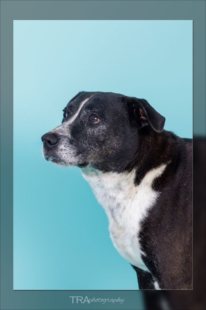 King, a Adoptable mixed breed in Tahlequah, OK image 3/15