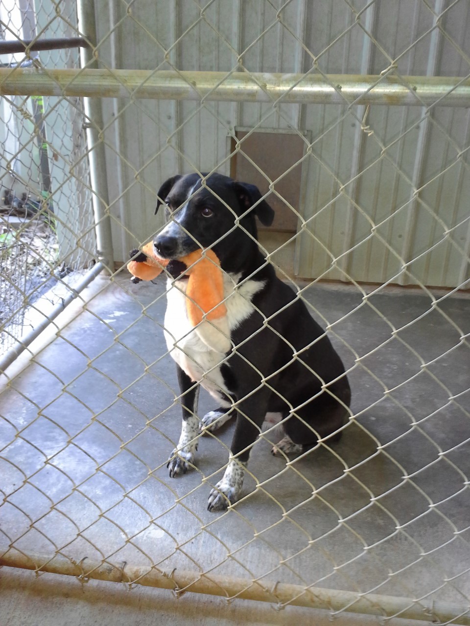 King, a Adoptable mixed breed in Tahlequah, OK image 4/15