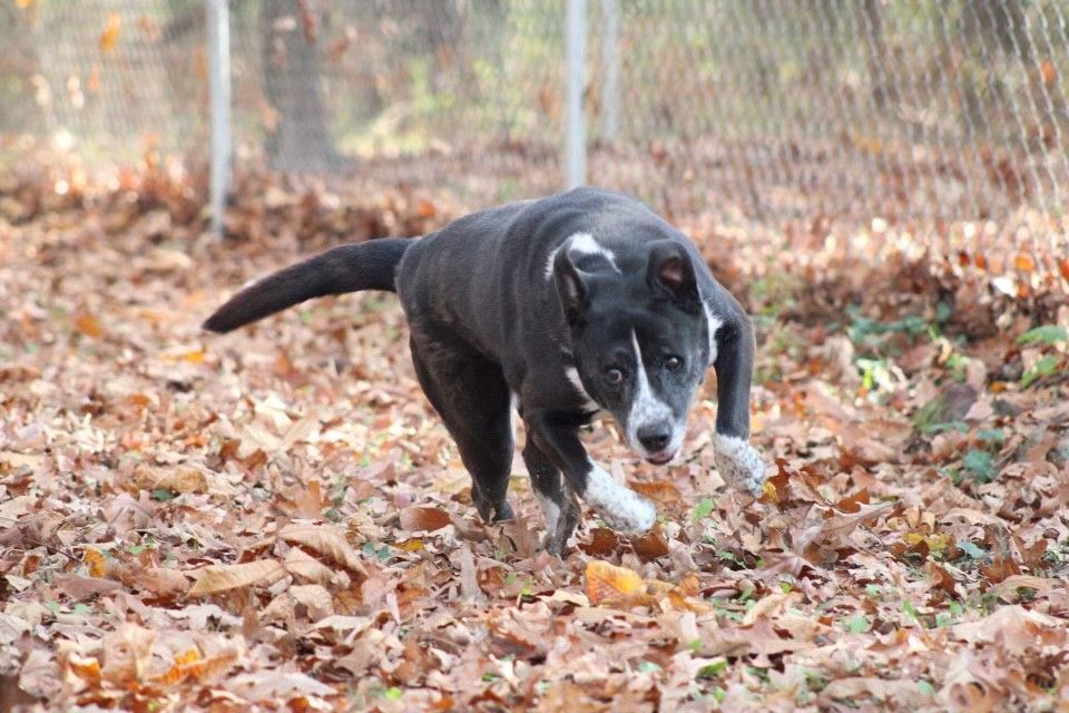 King, a Adoptable mixed breed in Tahlequah, OK image 5/15