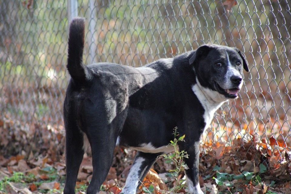 King, a Adoptable mixed breed in Tahlequah, OK image 6/15