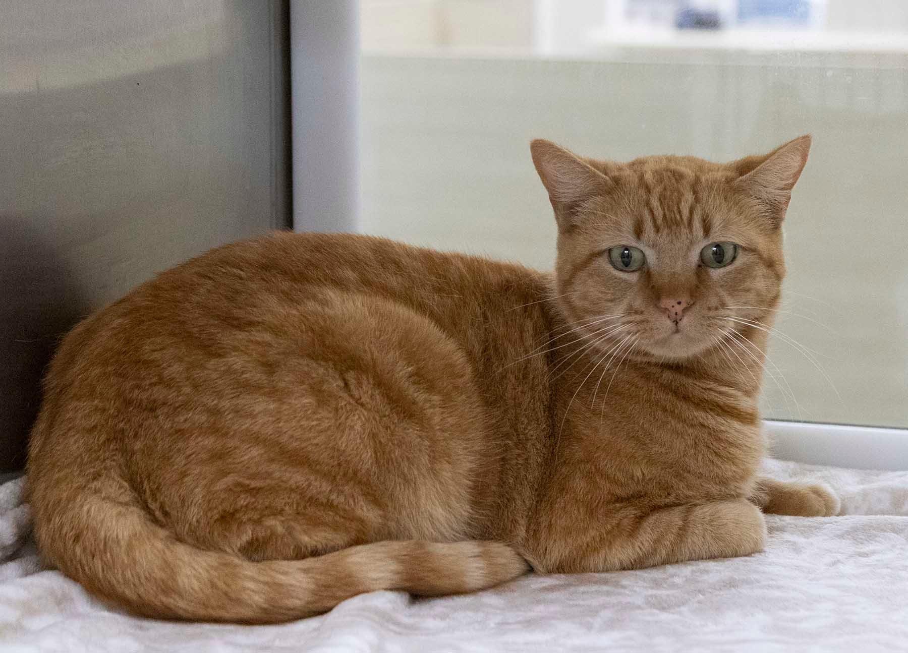 Enlarge Moose, a Adoptable Tabby in Mesquite, TX image 1/1