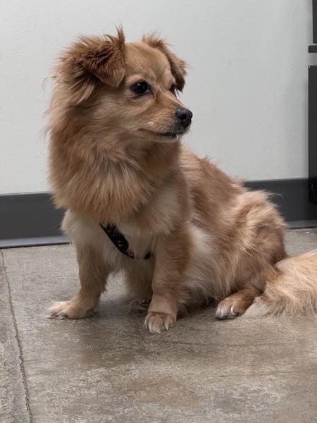 Lucille, Adoptable, Adult Female Terrier & Pomeranian.